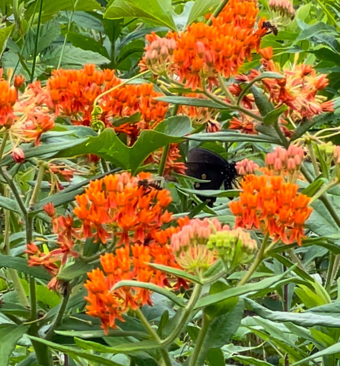 butterfly plant seeds Butterfly Milkweed Seeds
