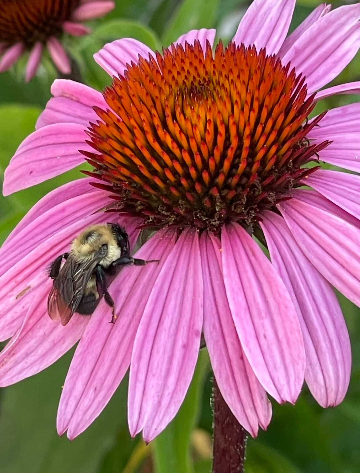 Purple Coneflower Seeds