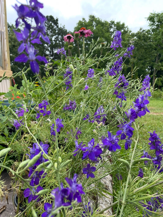 Rocket Larkspur Seeds