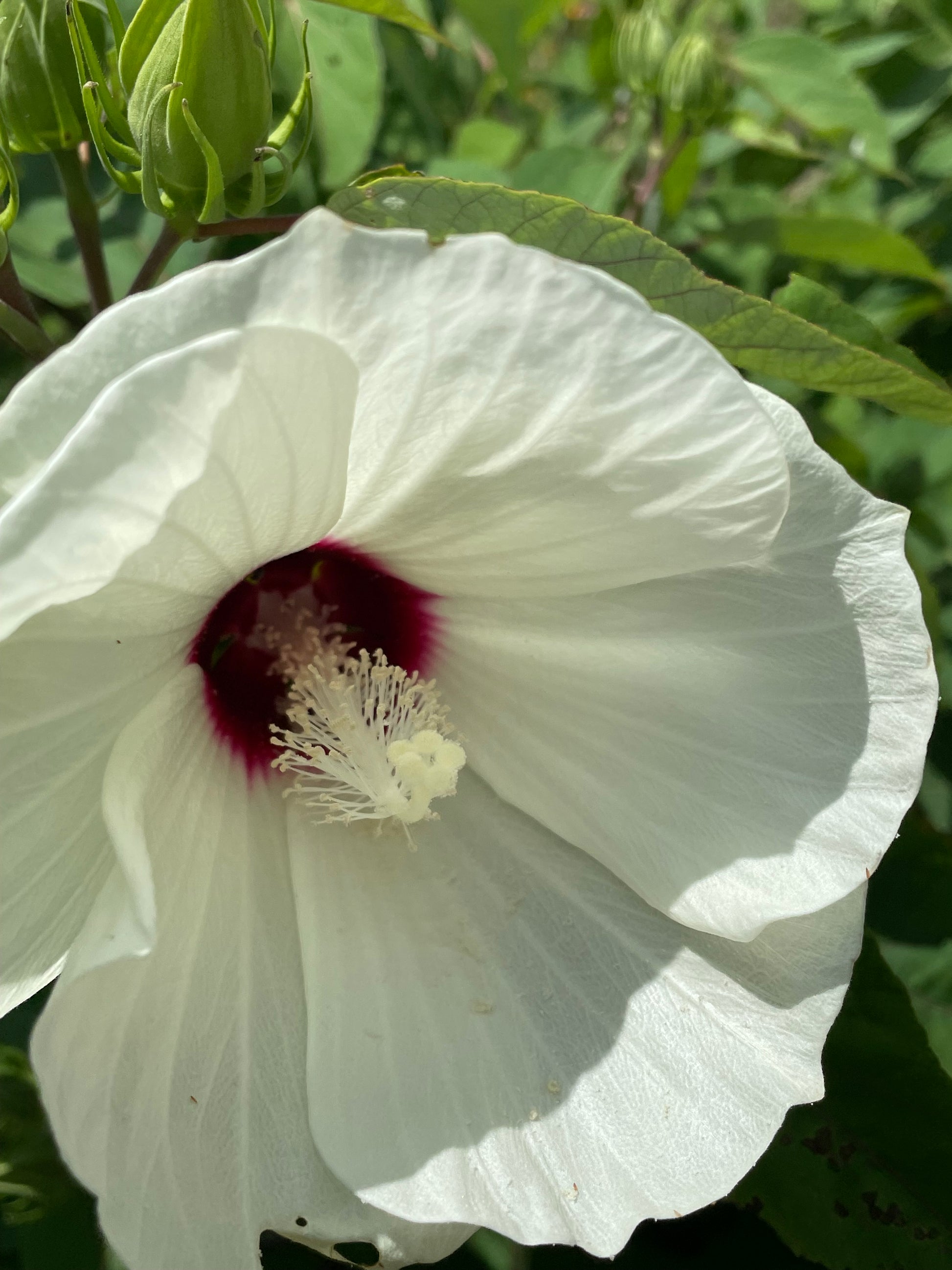 red and white rose seeds Common Rose Mallow Seeds – Turkey Tail Farms
