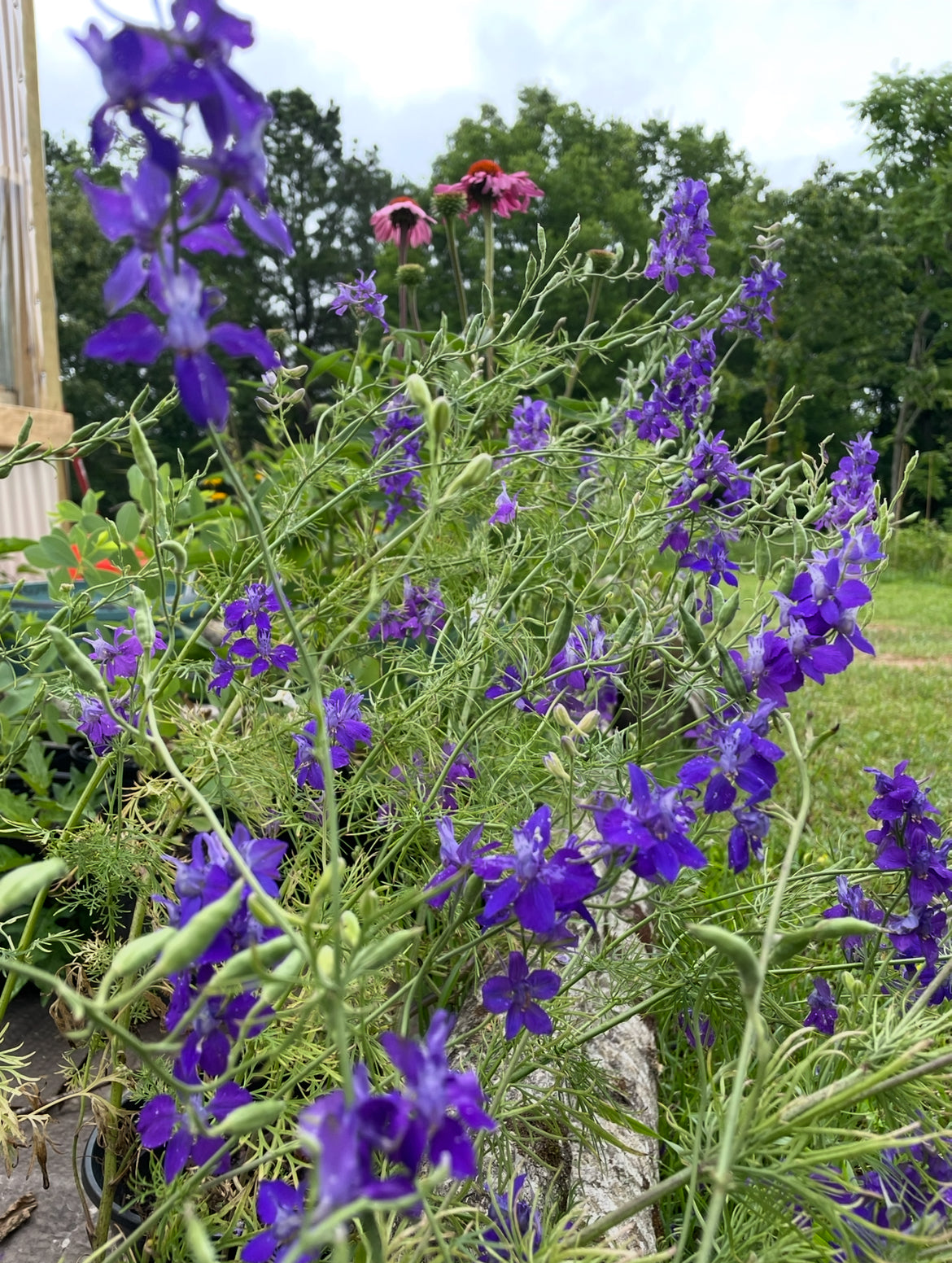 Rocket Larkspur Seeds