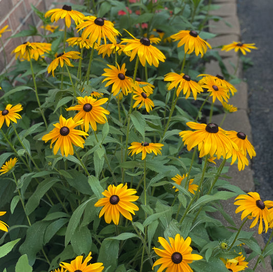 Black-Eyed Susan Seeds