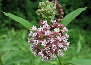 Common Milkweed Seeds